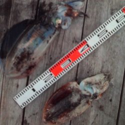 こかわ渡船　雅丸 釣果