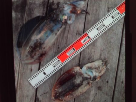 こかわ渡船　雅丸 釣果