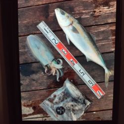 こかわ渡船 雅丸 釣果