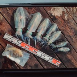 こかわ渡船　雅丸 釣果