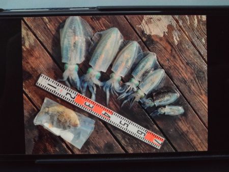 こかわ渡船　雅丸 釣果