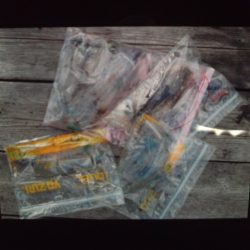 こかわ渡船　雅丸 釣果