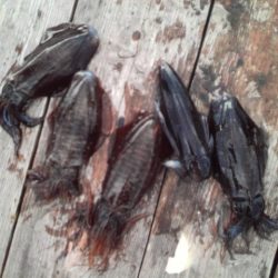 こかわ渡船　雅丸 釣果