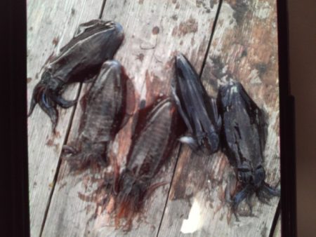 こかわ渡船　雅丸 釣果