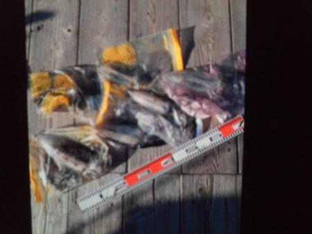 こかわ渡船　雅丸 釣果