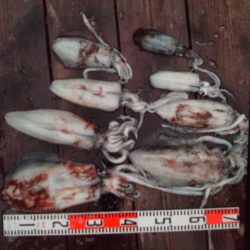 こかわ渡船 雅丸 釣果