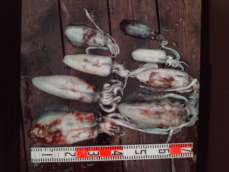 こかわ渡船　雅丸 釣果