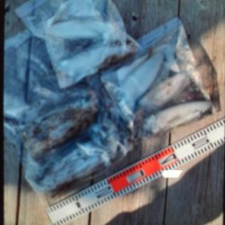 こかわ渡船　雅丸 釣果