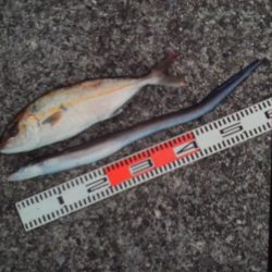 こかわ渡船　雅丸 釣果