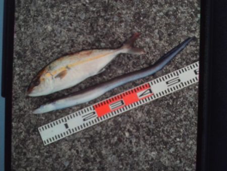 こかわ渡船　雅丸 釣果