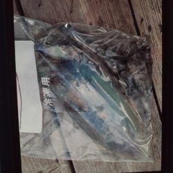 こかわ渡船　雅丸 釣果