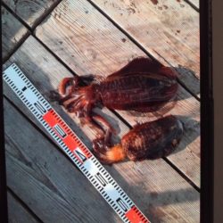 こかわ渡船　雅丸 釣果