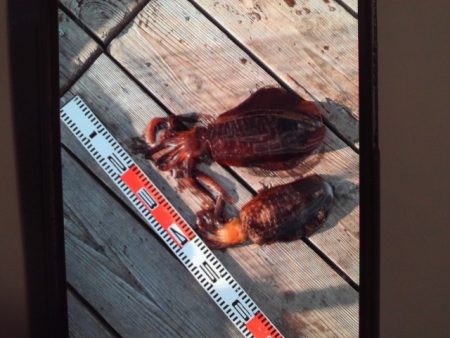 こかわ渡船　雅丸 釣果