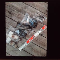 こかわ渡船　雅丸 釣果