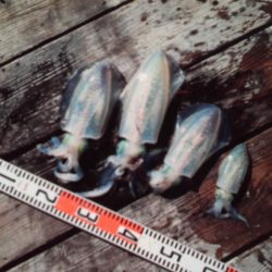 こかわ渡船　雅丸 釣果