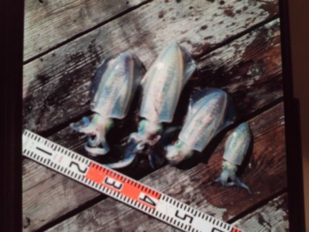 こかわ渡船　雅丸 釣果