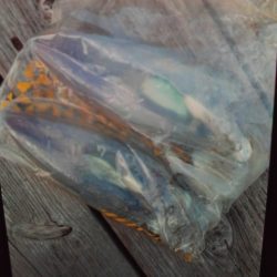 こかわ渡船　雅丸 釣果