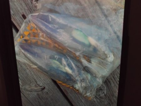 こかわ渡船　雅丸 釣果