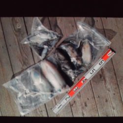 こかわ渡船　雅丸 釣果