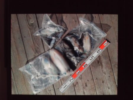 こかわ渡船　雅丸 釣果