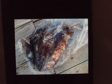 こかわ渡船　雅丸 釣果