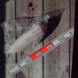 こかわ渡船　雅丸 釣果