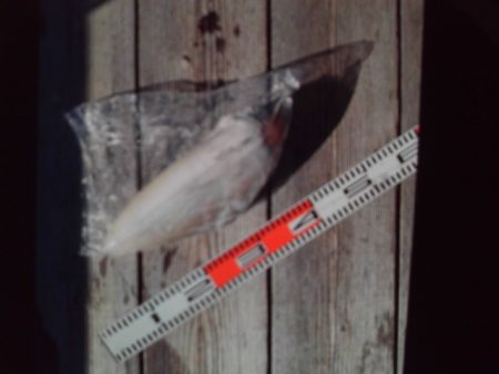 こかわ渡船　雅丸 釣果