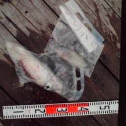 こかわ渡船 雅丸 釣果