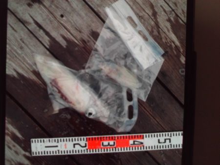 こかわ渡船 雅丸 釣果