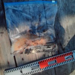 こかわ渡船　雅丸 釣果