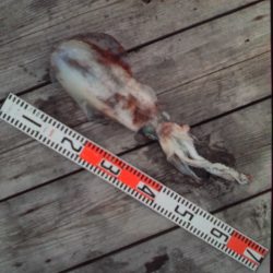 こかわ渡船　雅丸 釣果