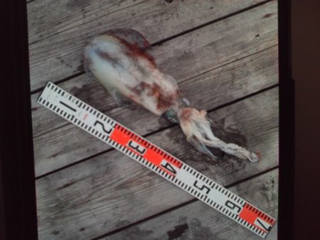 こかわ渡船　雅丸 釣果