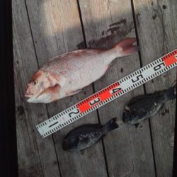 こかわ渡船　雅丸 釣果