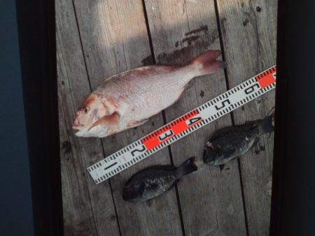 こかわ渡船　雅丸 釣果