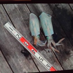 こかわ渡船　雅丸 釣果