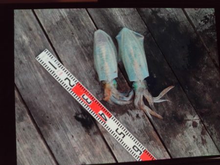 こかわ渡船　雅丸 釣果