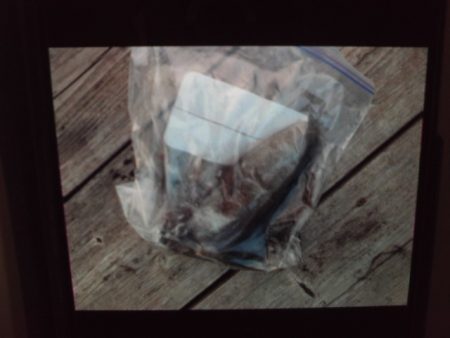 こかわ渡船　雅丸 釣果