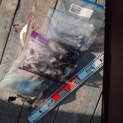 こかわ渡船　雅丸 釣果