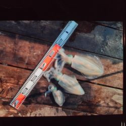 こかわ渡船　雅丸 釣果