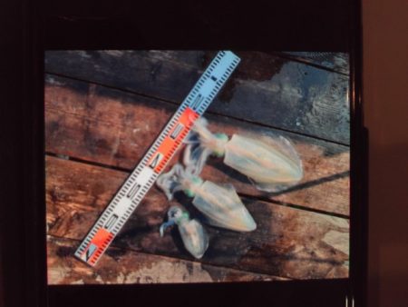 こかわ渡船　雅丸 釣果