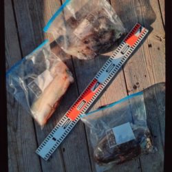 こかわ渡船　雅丸 釣果