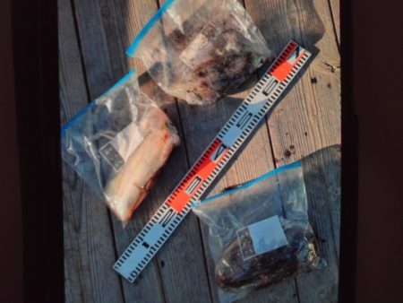 こかわ渡船　雅丸 釣果