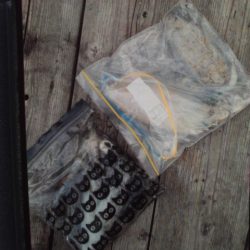 こかわ渡船　雅丸 釣果