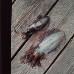 こかわ渡船　雅丸 釣果