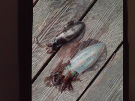 こかわ渡船　雅丸 釣果