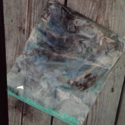 こかわ渡船　雅丸 釣果