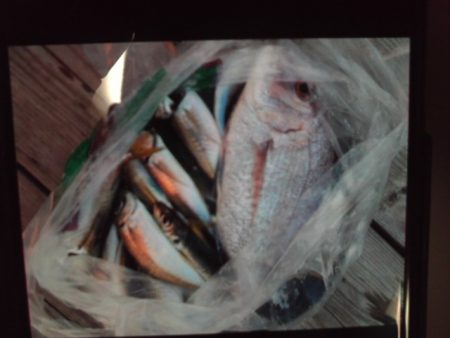 こかわ渡船　雅丸 釣果