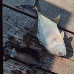 こかわ渡船　雅丸 釣果