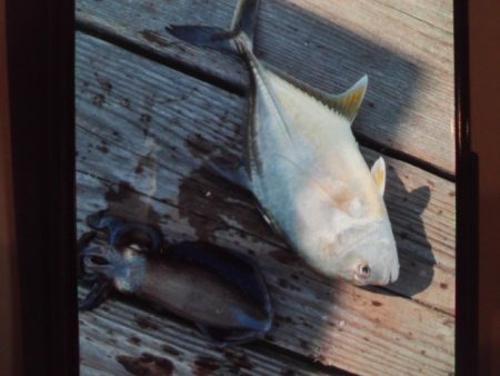こかわ渡船　雅丸 釣果