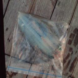 こかわ渡船　雅丸 釣果